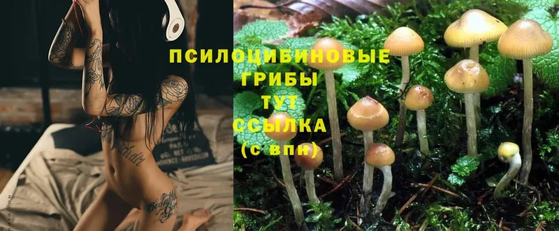 закладка  Полысаево  Псилоцибиновые грибы Magic Shrooms 